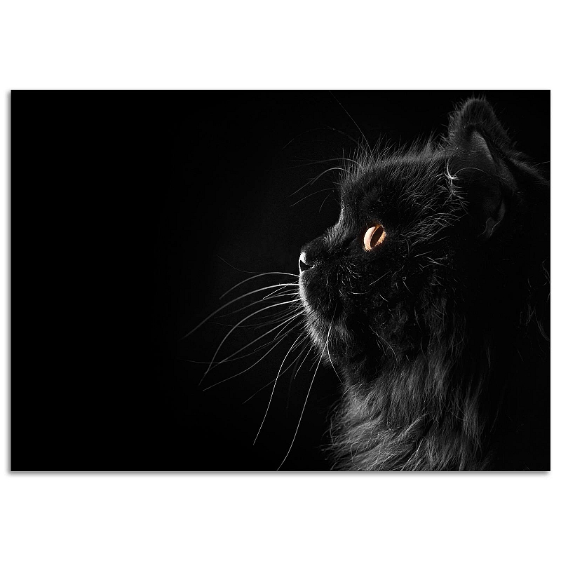 Постер «Черная кошка» #1