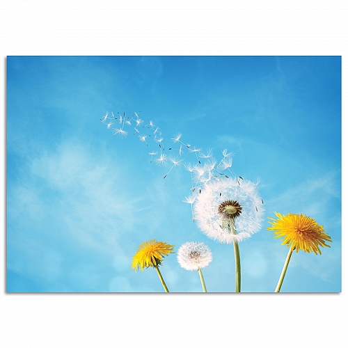Постер с одуванчиками