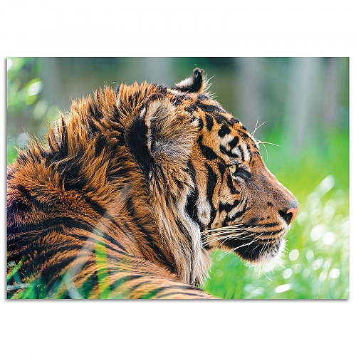 Постер «Тигр»