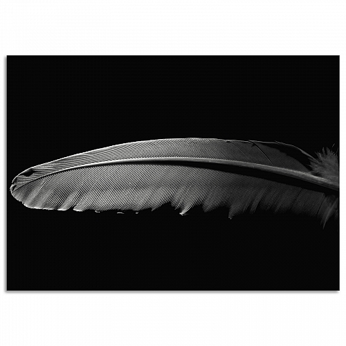 Постер Перо (большой)