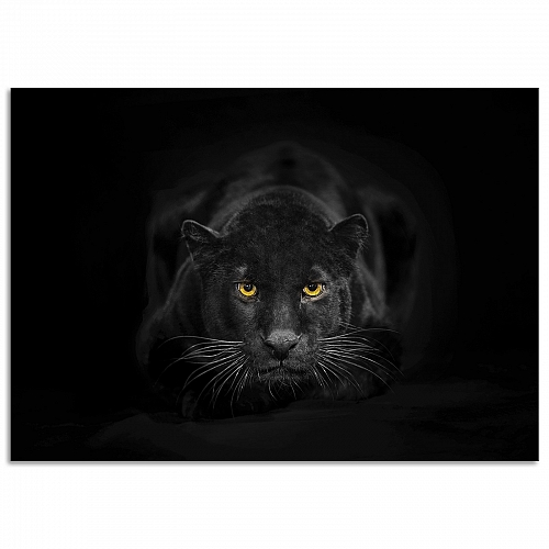 Постер «Пантера»