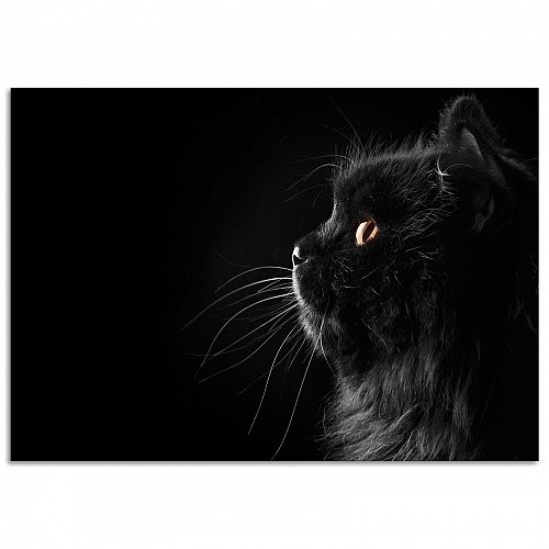 Постер «Черная кошка»