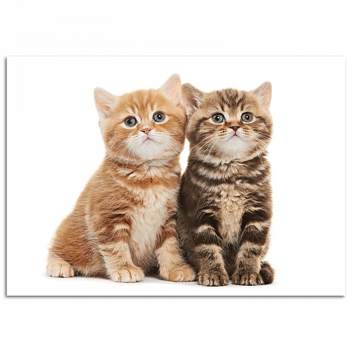 Постер Котята