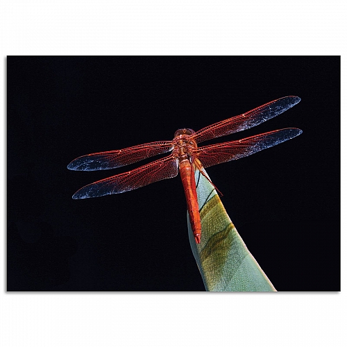 Постер «Стрекоза»