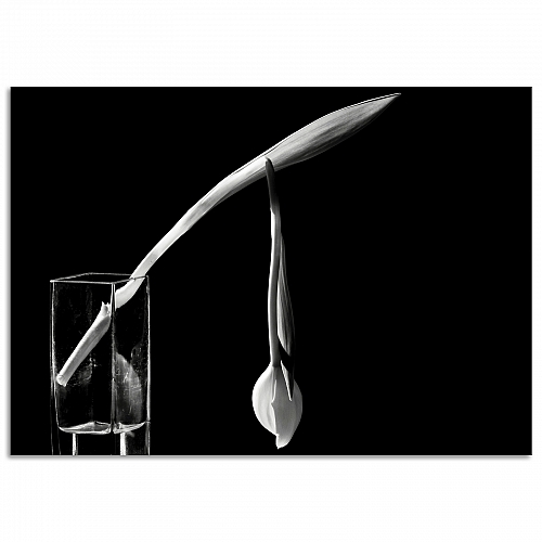 Постер «Завядший Цветок»