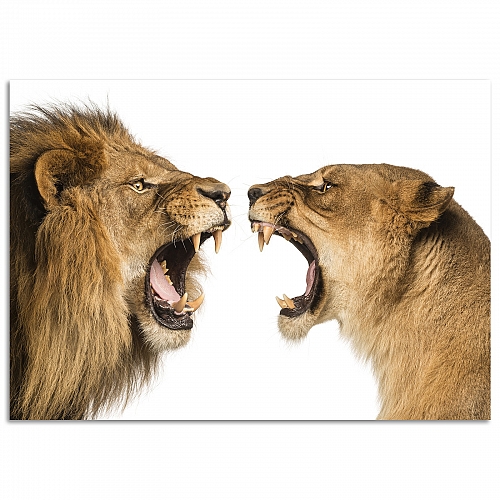 Постер «Король и королева»