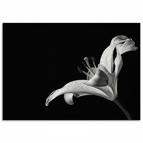 Постер Лилия (большой)