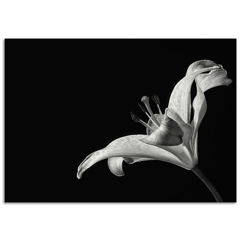 Постер Лилия (большой) - # 1 Постер Лилия (большой) #1