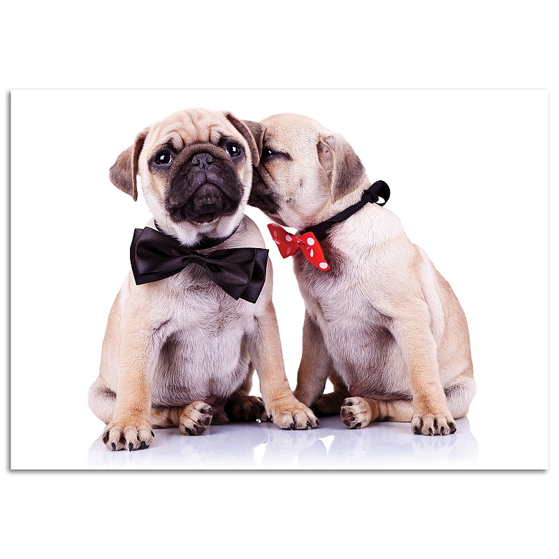 Постер Мопсики - # 1 Постер Мопсики #1