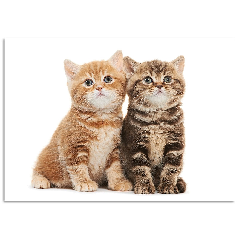 Постер Котята - # 1 Постер Котята #1